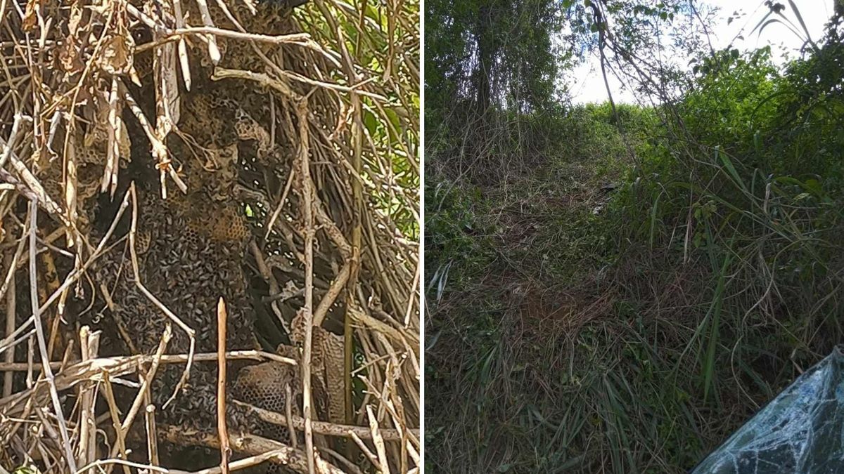 Enxame de abelhas que picou a menina e o bisavô (à esquerda); ribanceira a qual o carro caiu (à direita)