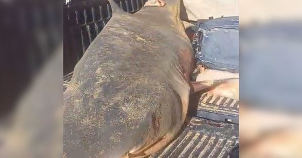 Animal foi pescado em alto mar em Conceição da Barra; pescadores comunicaram à prefeitura sobre o fato