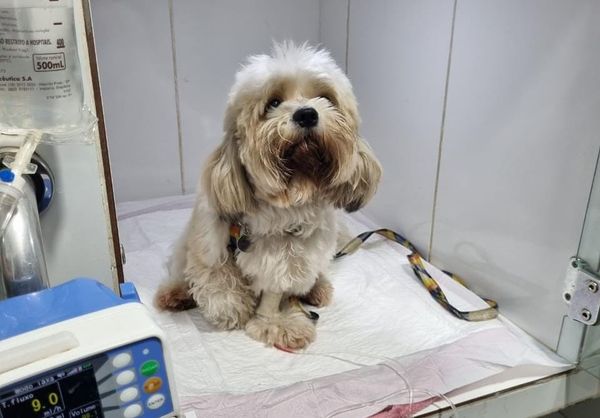 Burpee foi atacado por Rotweiller e ficou ferido na mandíbula e em duas patas