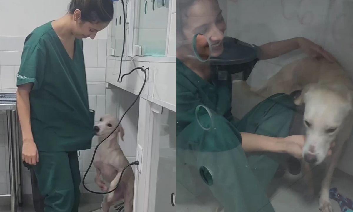 Patinha foi resgatada em novmbro de 2023 e ficou apegada às veterinárias de uma clínica em Vitória