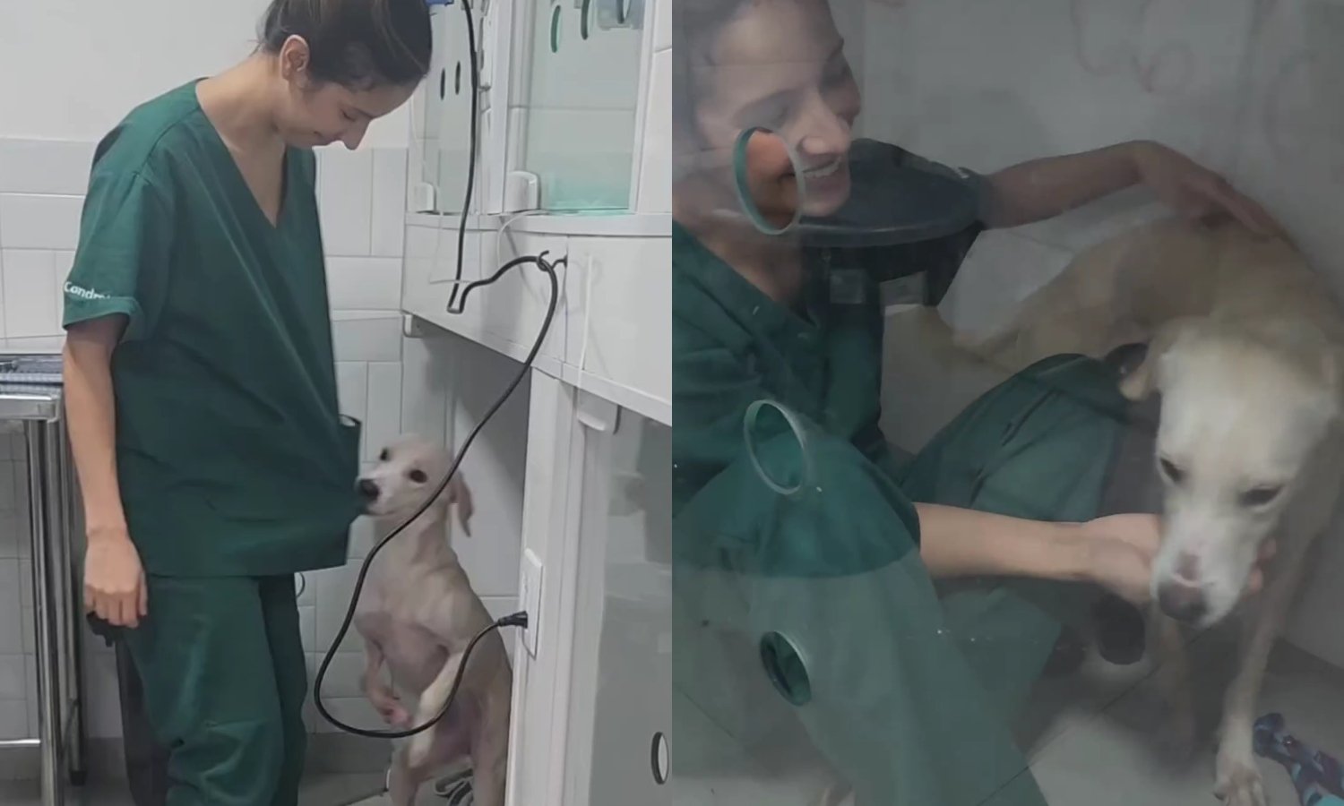Patinha, como foi batizada, foi resgatada em novembro de 2023 e agora é o xodó das veterinárias de uma clínica em Vila Velha