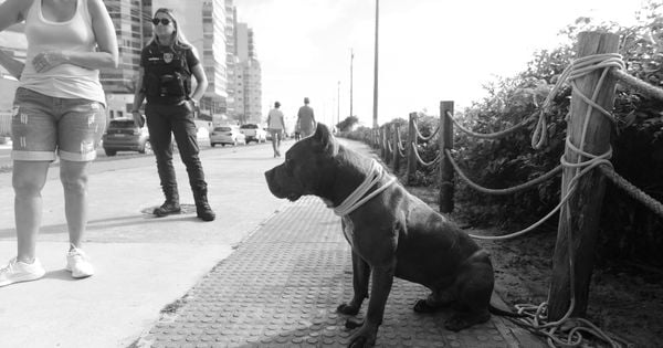 Três episódios recentes de ataques em Vila Velha envolveram cachorros de grande porte que teriam fugido, o que exige das autoridades também uma apuração das condições em que eram mantidos