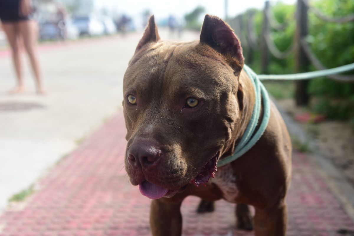Cachorro que atacou outro animal e um homem em Vila Velha foi contido e amarrado 