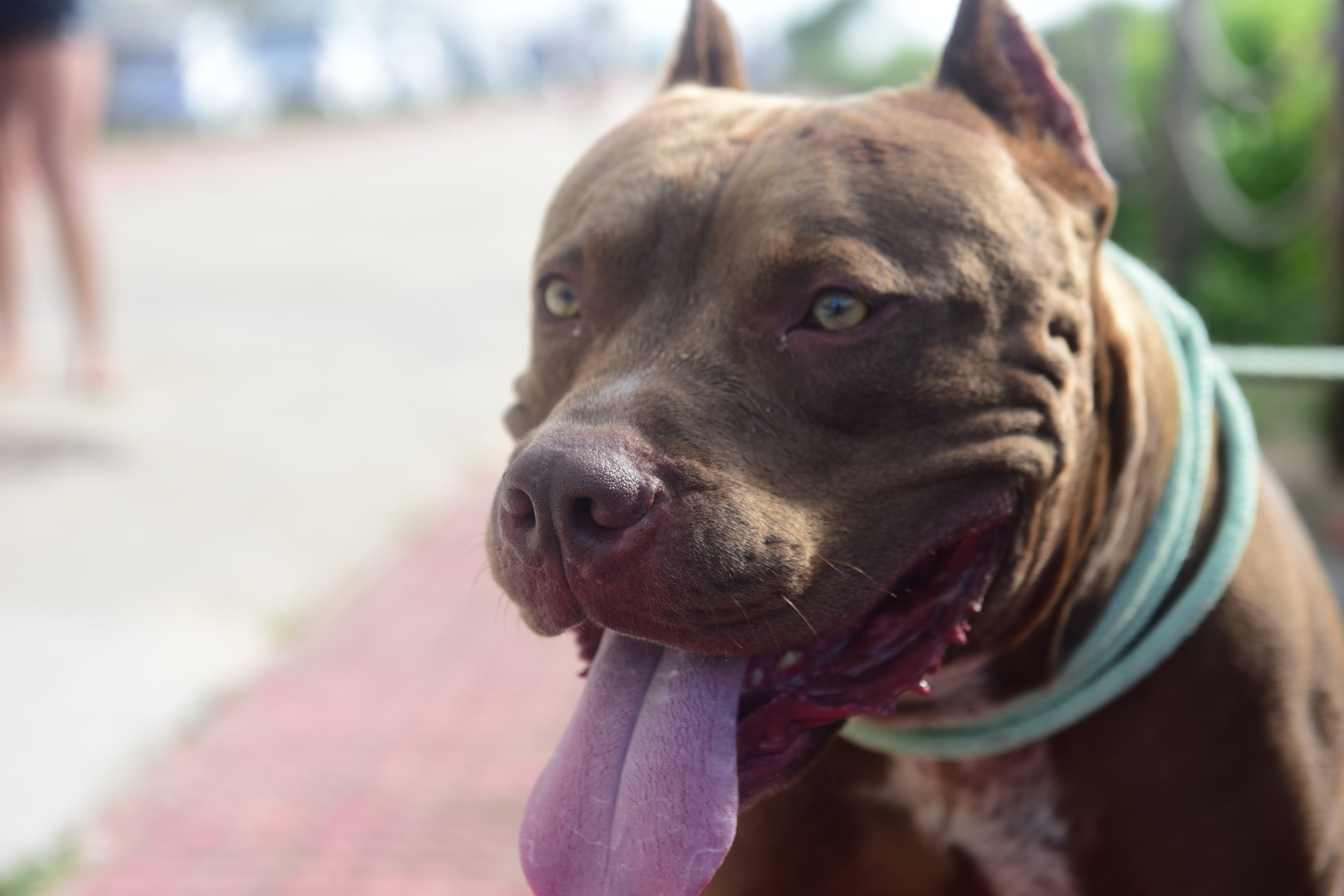 Após uma sequência de ataques em Vila Velha, um alerta se acendeu sobre os riscos e cuidados que devem ser adotados antes de sair de casa com um cão