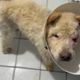 Cão Baruque enviou uma foto para HZ mostrando sua recuperação