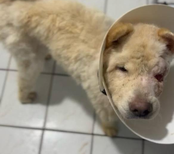Cão Baruque enviou uma foto para HZ mostrando sua recuperação