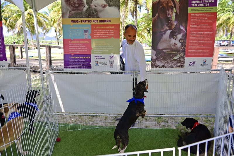 Os cães e gatos foram acolhidos pelo Programa PataVix, da prefeitura; evento vai contar com foodtrucks e música ao vivo