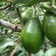 Imagem - Consumo de abacate aumenta e ES se torna o 4º maior produtor do país