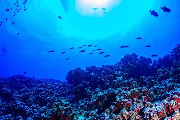 Colinas Coralinas: novo ecossistema marinho é descoberto na costa do Espírito Santo por Luiza A. Marques