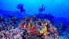 Colinas Coralinas: novo ecossistema marinho é descoberto na costa do Espírito Santo(Luiza A. Marques)