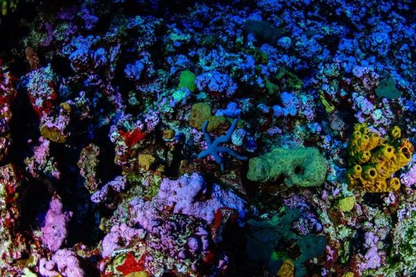 Colinas Coralinas: novo ecossistema marinho é descoberto na costa do Espírito Santo por Luiza A. Marques