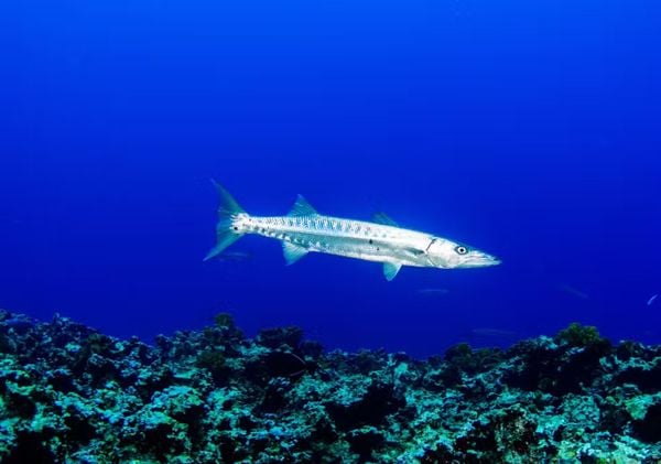 Colinas Coralinas: novo ecossistema marinho é descoberto na costa do Espírito Santo