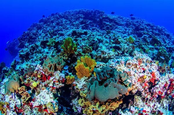 Colinas Coralinas: novo ecossistema marinho é descoberto na costa do Espírito Santo por Luiza A. Marques