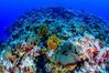 Colinas Coralinas: novo ecossistema marinho é descoberto na costa do Espírito Santo(Luiza A. Marques)