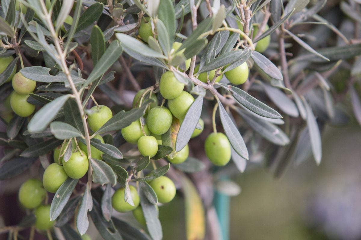 Fábrica pode ser utilizada por todo produtor de olivas do Estado