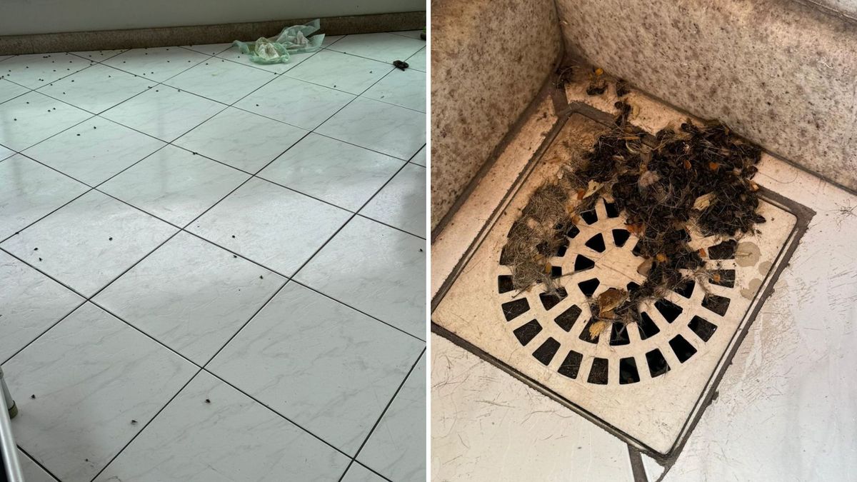 Abelhas ficam no chão de varanda em Jardim Camburi, em Vitória