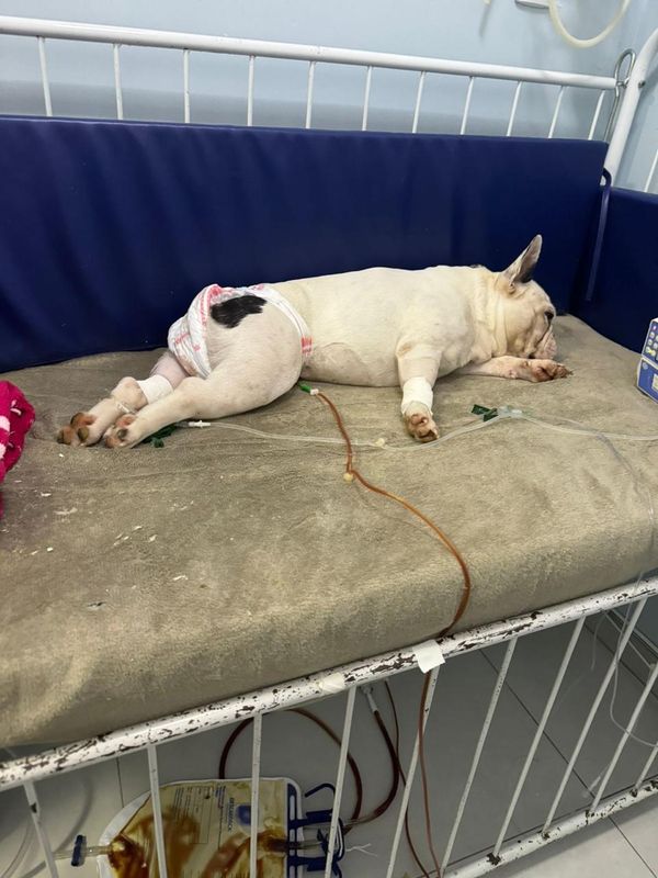 Cachorros foram picados por abelha e precisaram de atendimento em Vitória por Danielle Barbosa
