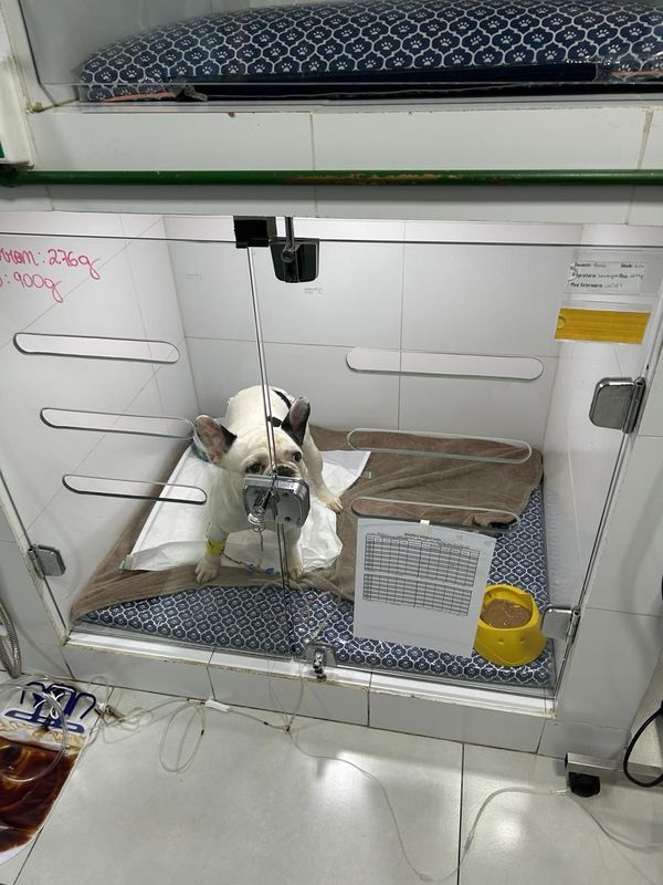 Cachorros foram picados por abelha e precisaram de atendimento  em Vitória por Danielle Barbosa