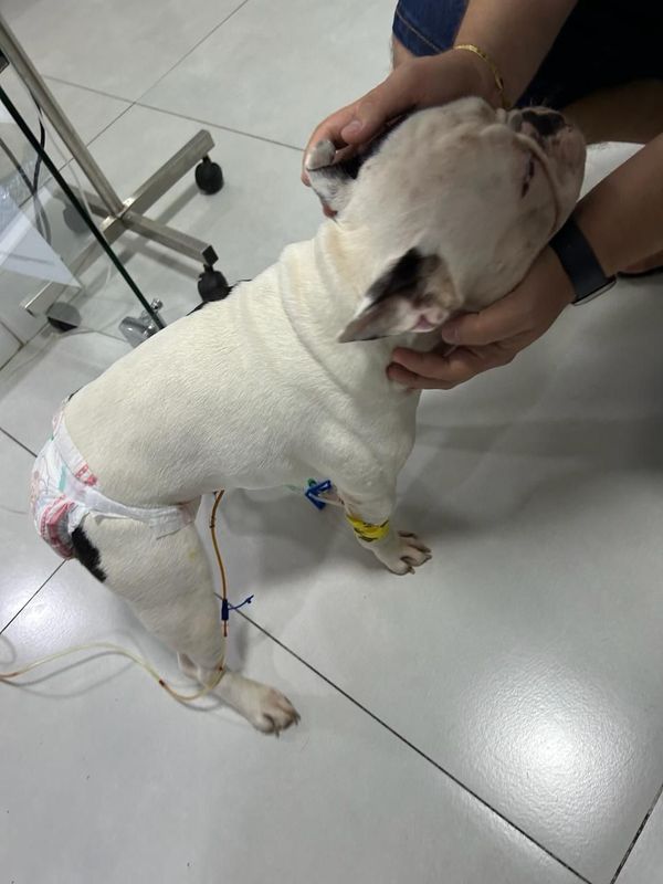 Cachorros foram picados por abelha e precisaram de atendimento em Vitória por Danielle Barbosa