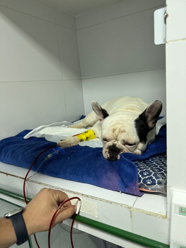 Cachorros foram picados por abelha e precisaram de atendimento em Vitória por Danielle Barbosa