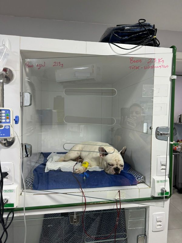 Cachorros foram picados por abelha e precisaram de atendimento em Vitória por Danielle Barbosa