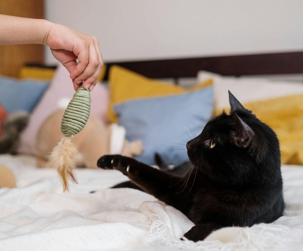 Use brinquedos e petiscos para auxiliar no desenvolvimento dos gatos