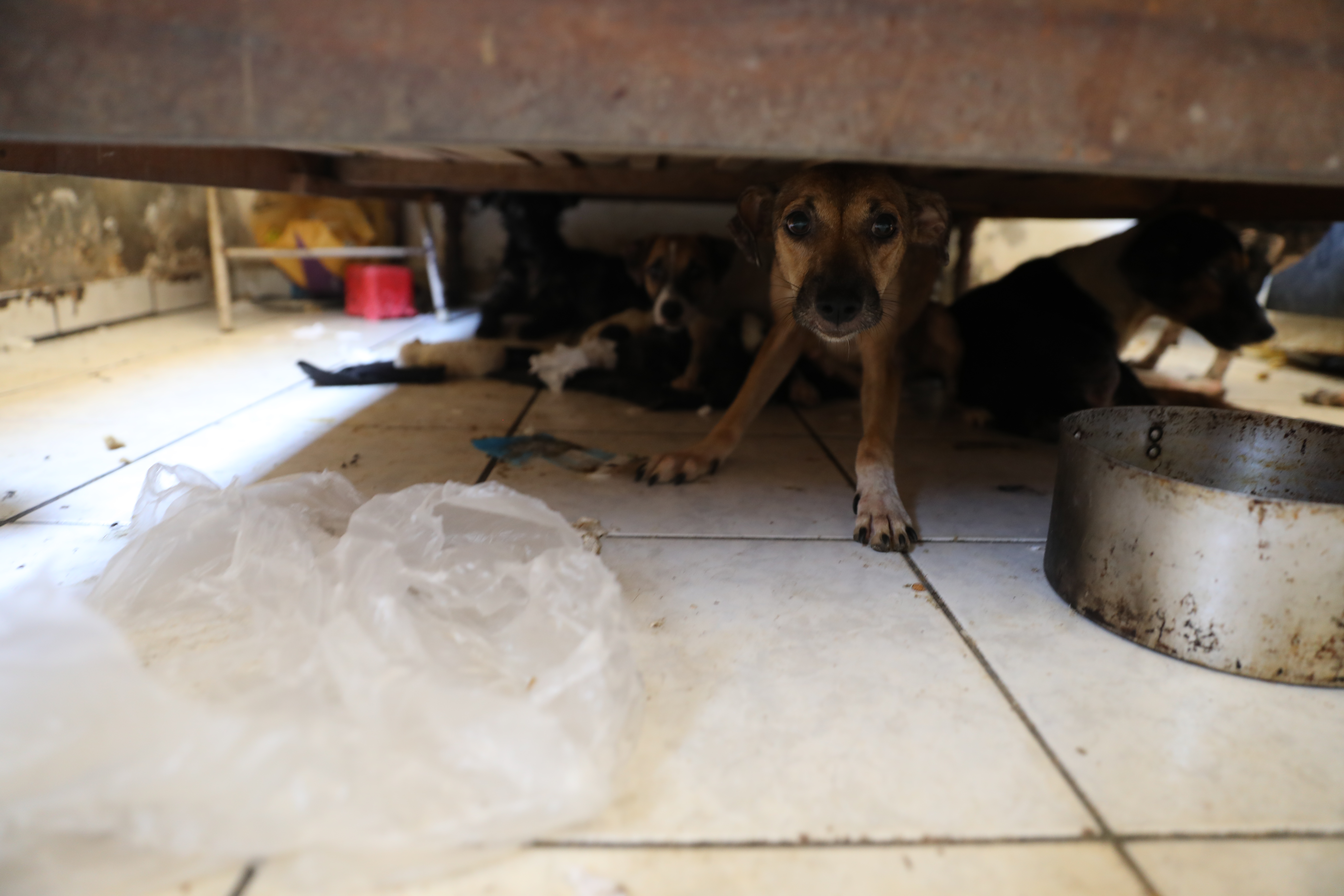 Ao todo, 26 cachorros, sendo 20 adultos e 6 filhotes, estavam em condições precárias numa residência no bairro Maracanã. No local, também foram encontrados pelo menos 10 animais mortos