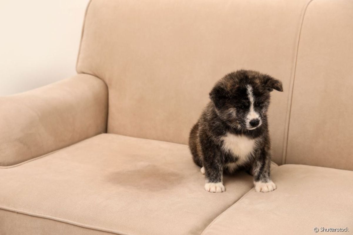 Cachorro no sofá; Aprenda a eliminar odor de xixi do seu pet
