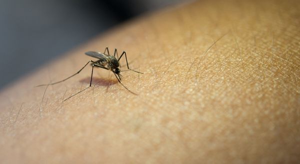 Mosquito, pernilongo
