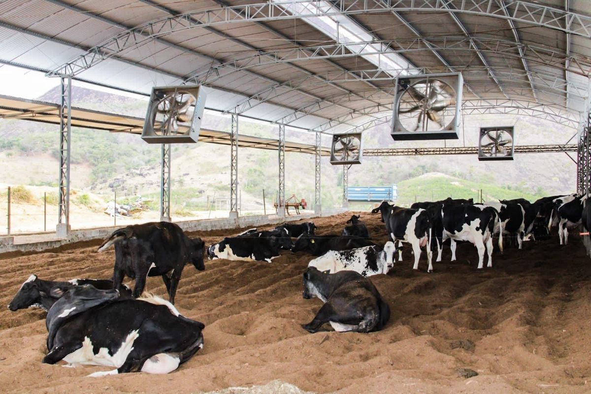 Reserva do Imigrante conta com galpão com cama de pó de serra para maior conforto dos animais
