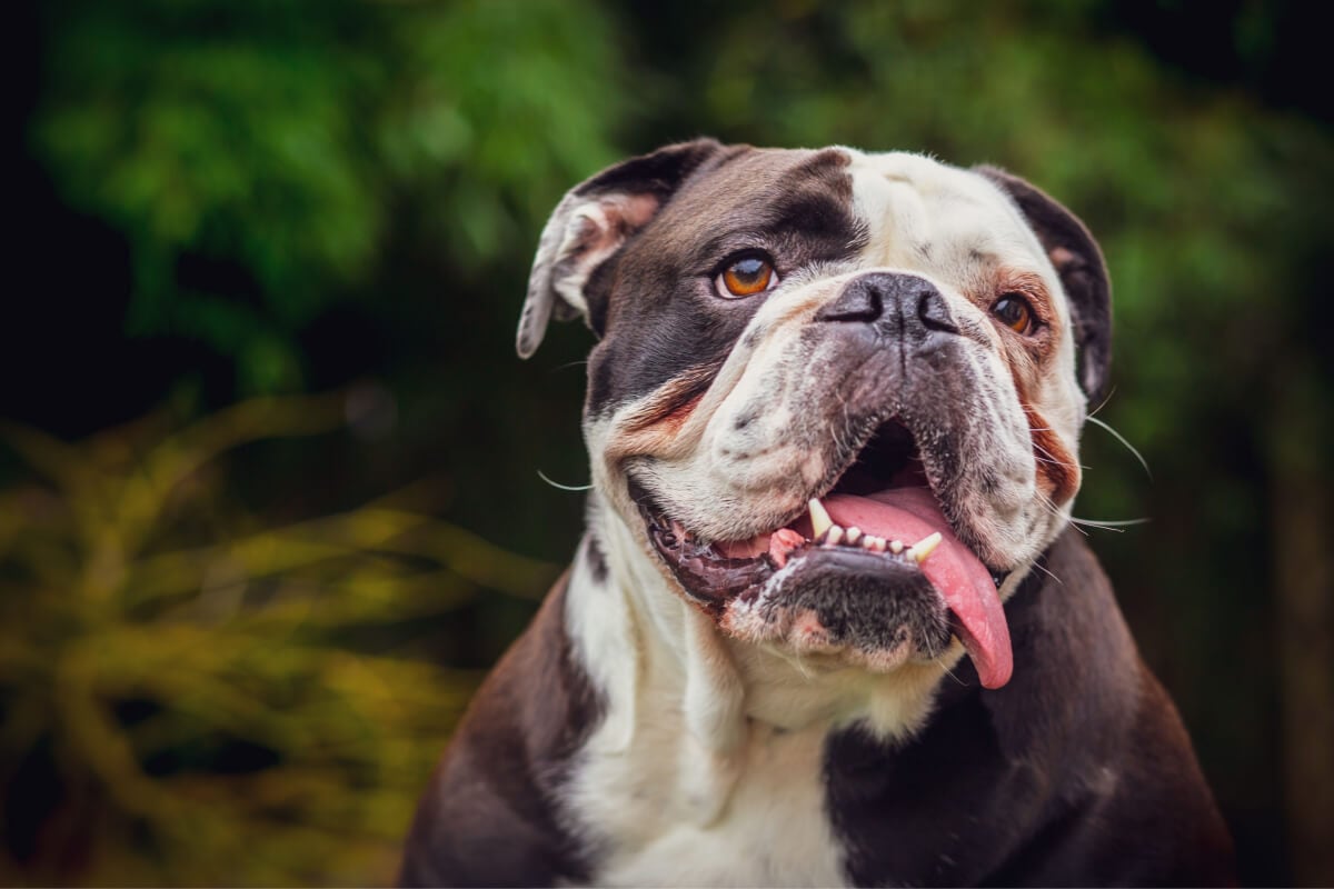Dogue alemão: conheça uma das maiores raças de cachorro do mundo