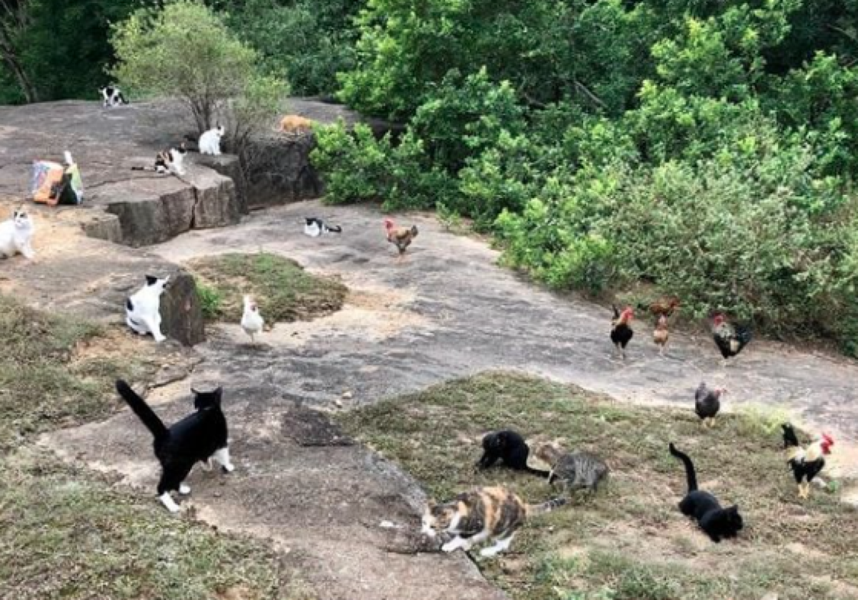 Gatos na Pedra da Cebola, em Vitória
