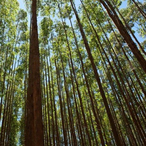 Imagem - Trabalhador morre após ser atingido por tora de eucalipto no interior do ES