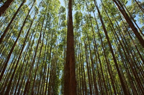 Financiamento de R$ 2,6 bilhões é voltado para o programa florestal da fabricante de papel e celulose, em  seis Estados