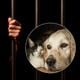 Cães e gatos na ressocialização de detentos em presídios do Brasil