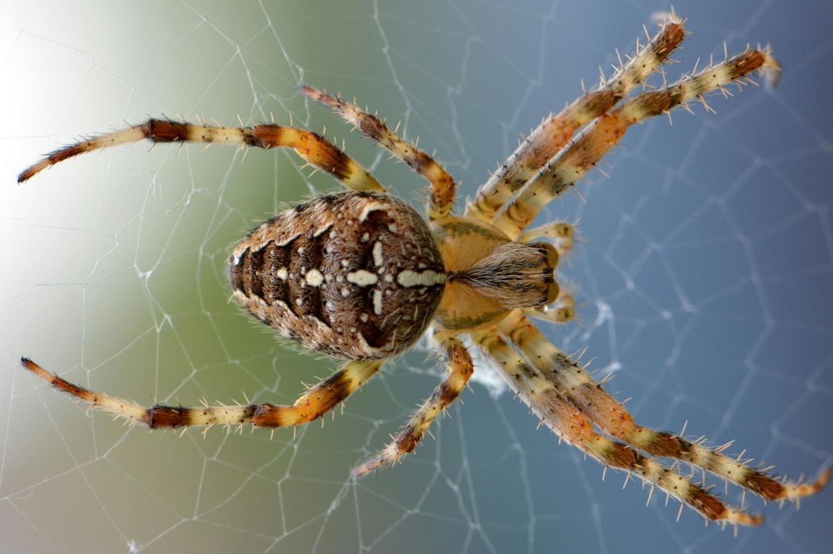 Aranhas