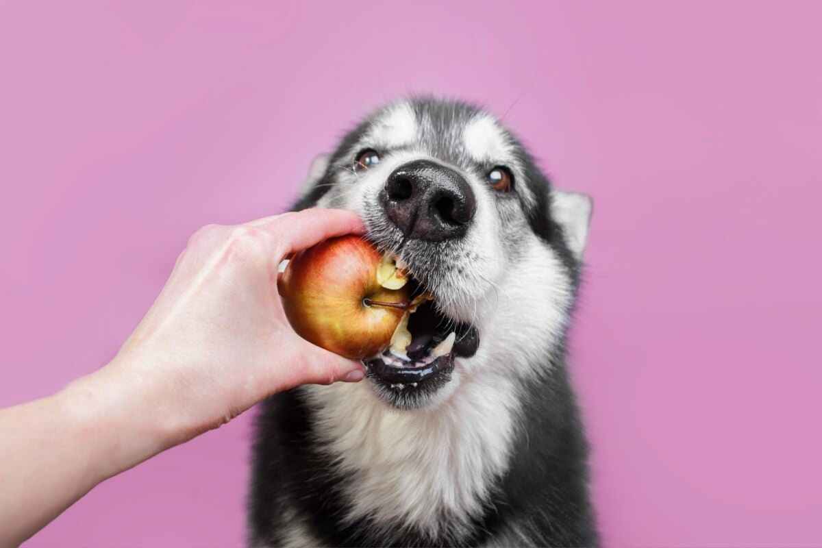 De maçãs a mirtilos, veja opções saudáveis para inserir na dieta do seu animal de estimação para deixá-la mais gostosa e nutritiva