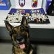Imagem - Cão policial ajuda PM a apreender drogas e munições em Pinheiros
