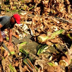 Para organizar a venda, prefeituras divulgaram pontos autorizados para a comercialização do produto. Veja os locais por cidade