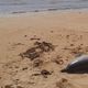 Imagem - Golfinho é encontrado morto em praia na Serra; causa será investigada