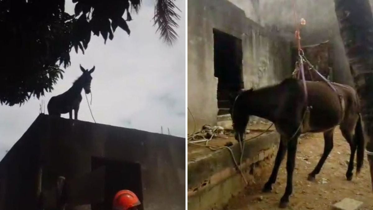 Animal foi parar em cima de imóvel através de uma escada, mas não conseguiu descer; caso foi no bairro Parque Gramado