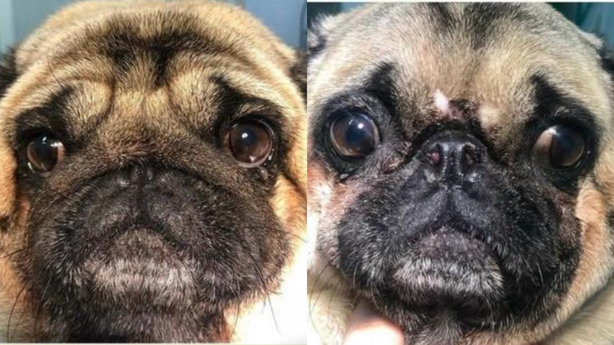 Cão Lolla antes e depois da cirurgia para a síndrome braquicefálica