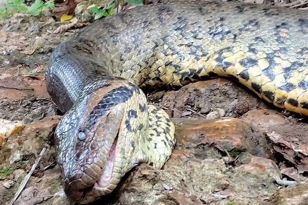 Cobra de mais de 6 metros foi encontrada morta às margens do rio Formoso, em Bonito, no domingo (24)