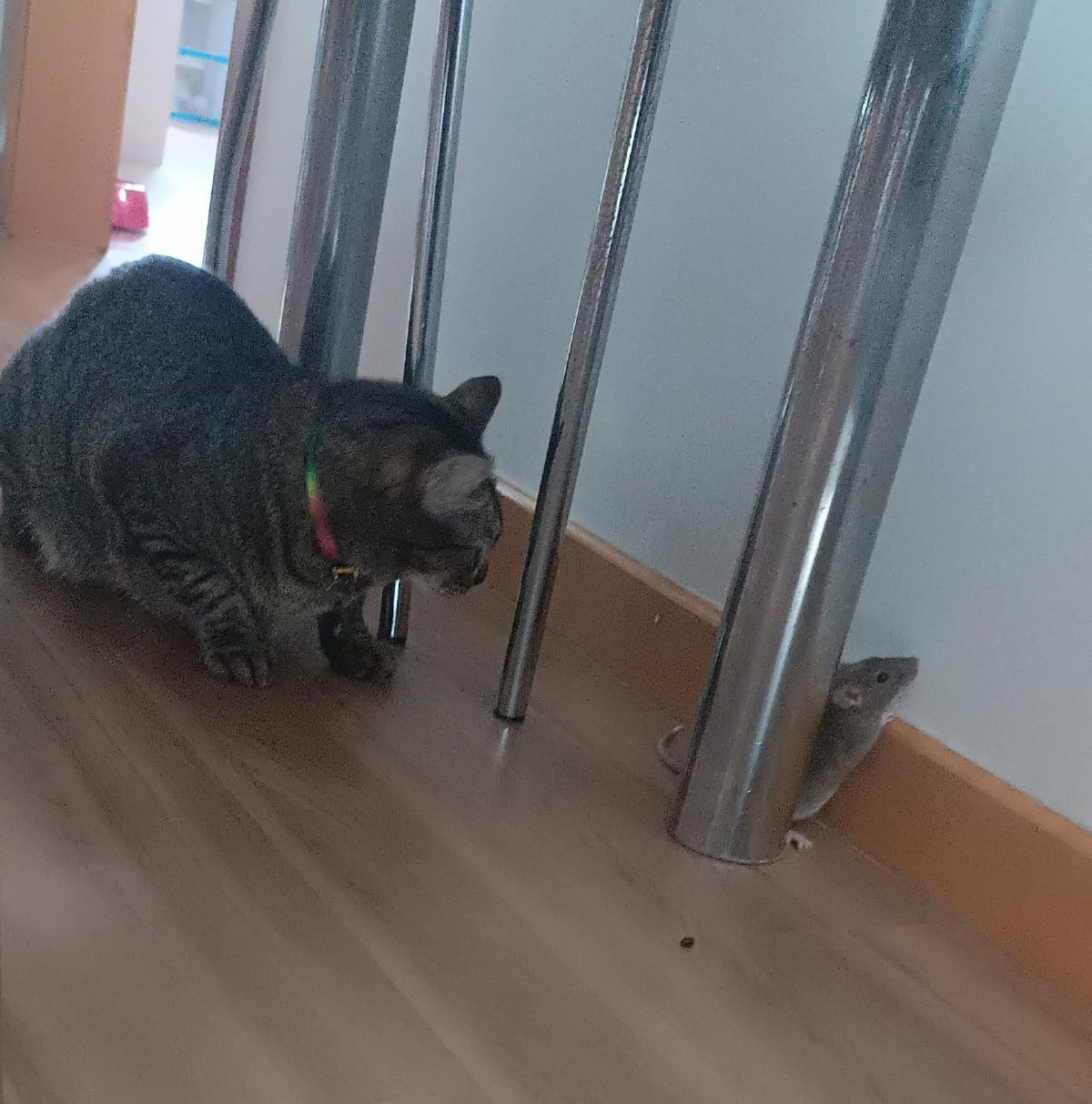 Gato e rato: Bibi brincando com a Kiwi