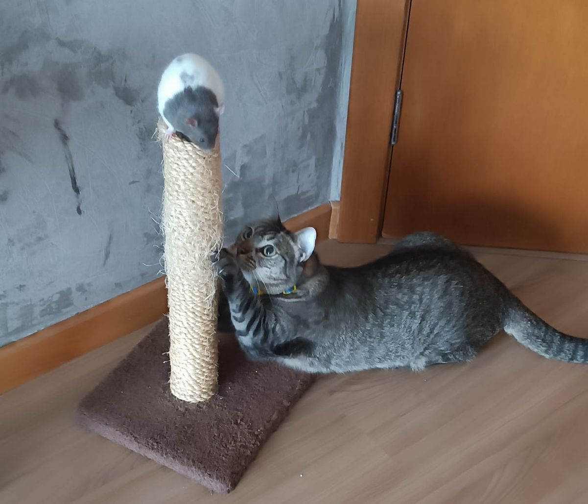 Gato e rato: Bibi brincando com a Mimi no arranhador