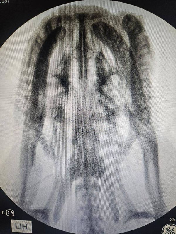 Raio-X da sucuri feito pela Polícia Científica de Mato Grosso do Sul mostra a integridade da cabeça da cobra 
