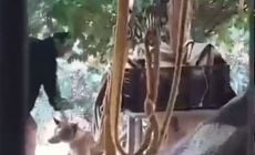 Imagens mostram quando homem agride o animal no quintal de uma casa, arrastando o cão pela coleira, prendendo e depois espancando o bichinho com um chicote