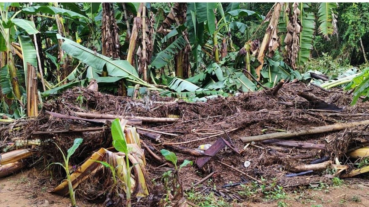 As propriedades ruarais atingidas pelas chuvas no Sul do Espírito Santo perderam plantações já desenvolvidas e solos que estavam sendo preparados para novos plantios ficaram inundados.