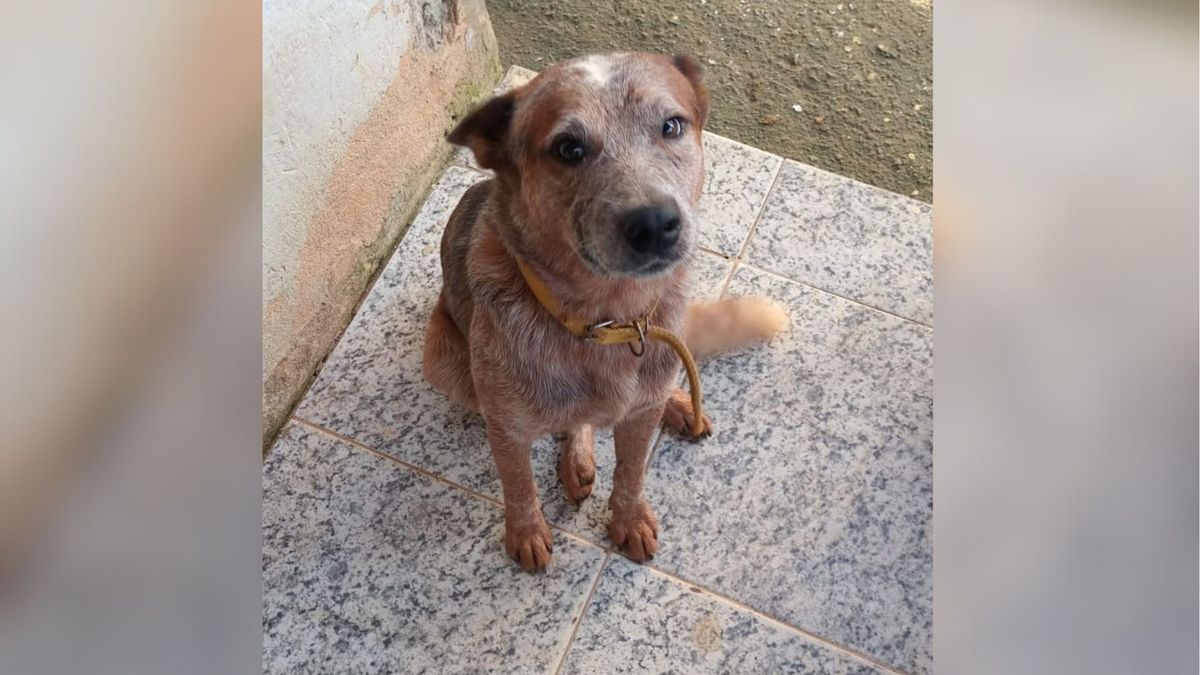 Cçai agredido por homem em Muqui