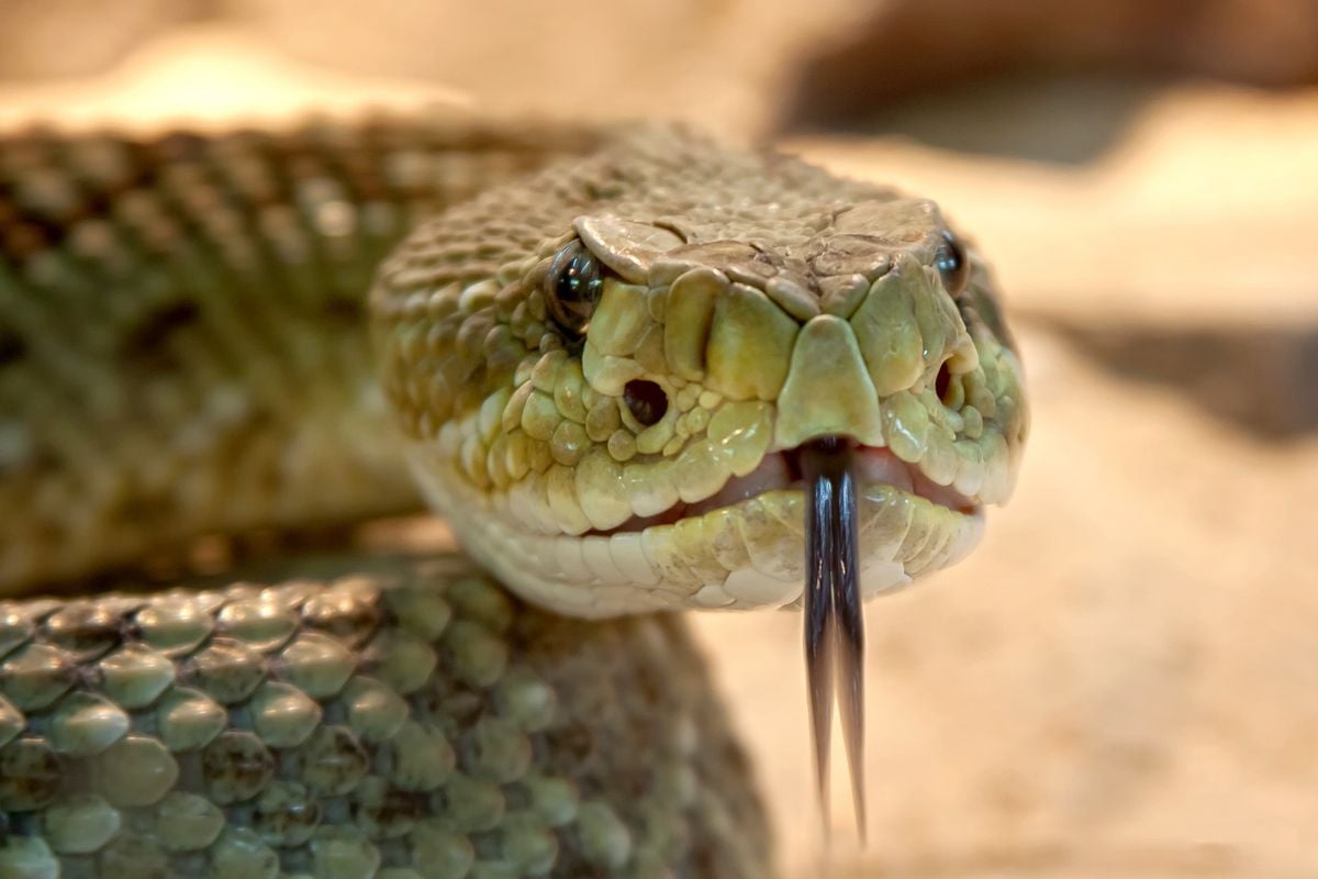 Cobras podem ser perigosas e picada exige ação rápida